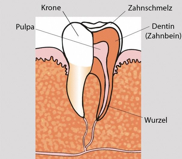 Aufbau eines Zahnes